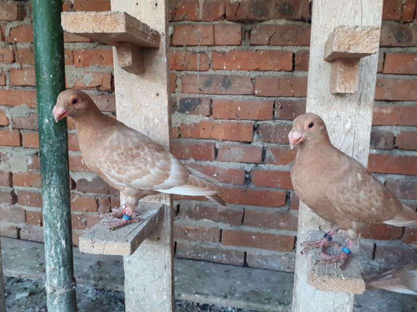 Vînduți - H3 _ tineret 2018