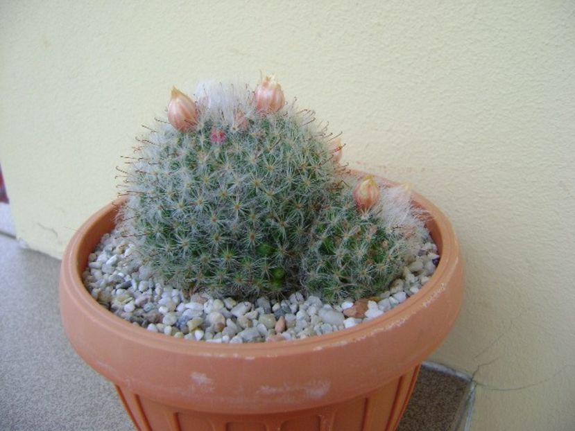 Mammillaria bocasana - Cactusi 2018 bis