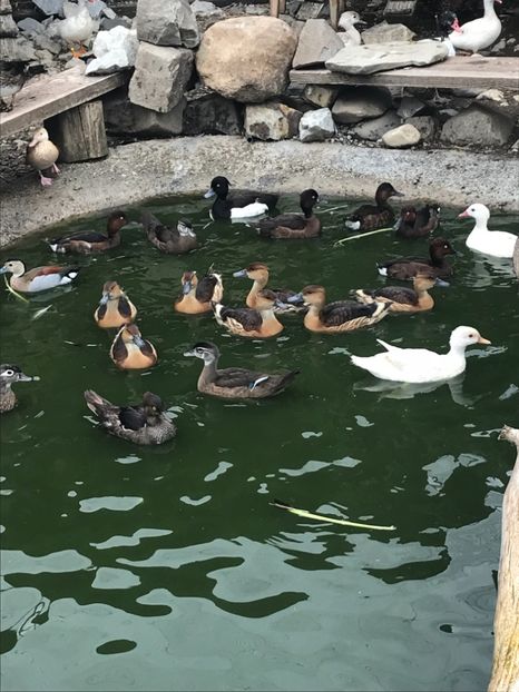 8BA05F58-DB09-4BD3-A559-69A2C78E7E80 - Tineret 2018