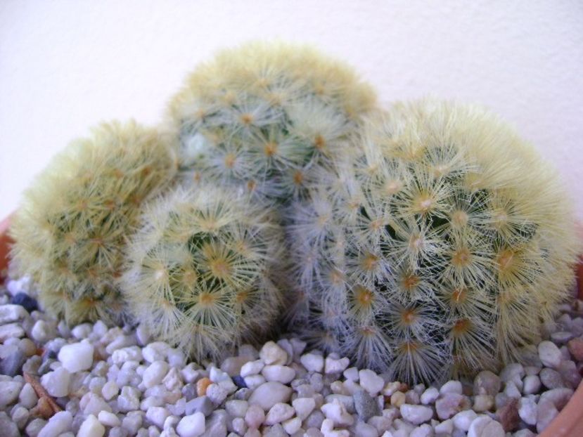 Mammillaria carmenae - Cactusi 2018 bis