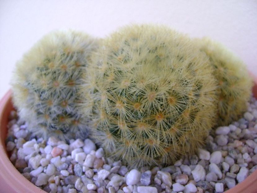 Mammillaria carmenae - Cactusi 2018 bis