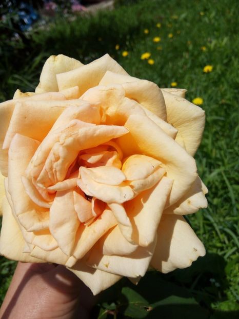  - Valencia- s-a uscat