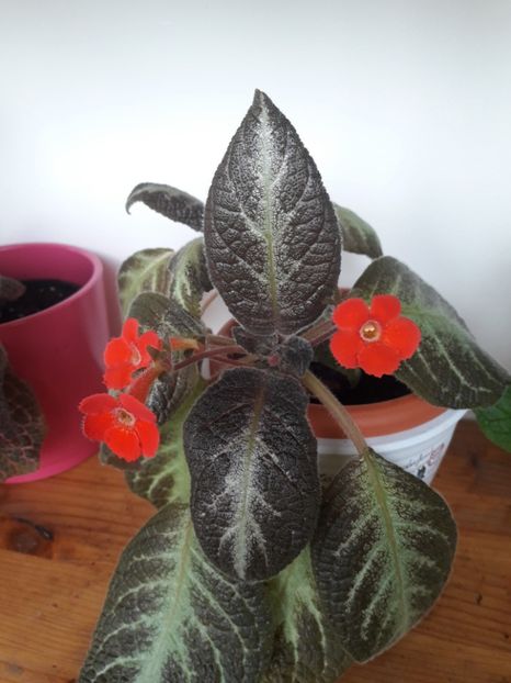 Iunie 2018 - GUACAMOLE