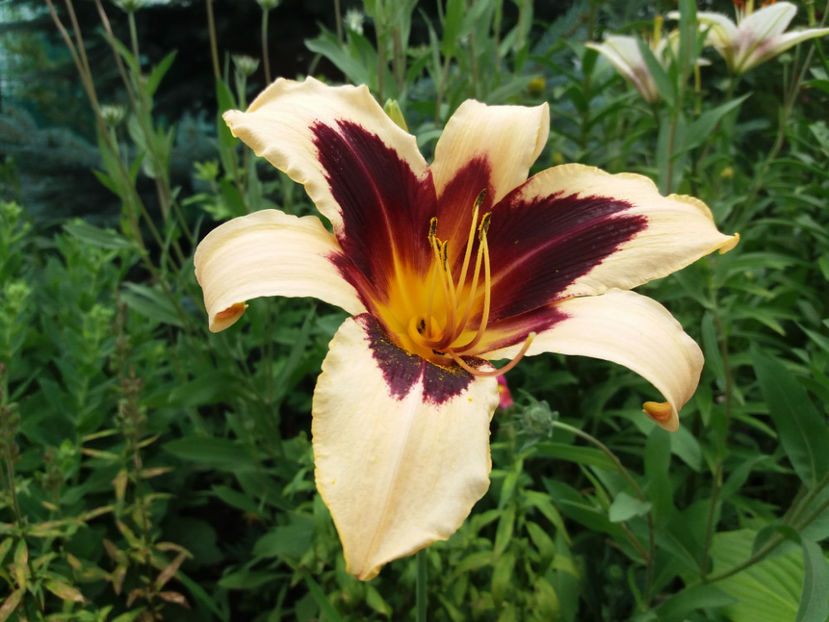 H.Wild Horses-Multumesc Floralia! - Gradina 2018