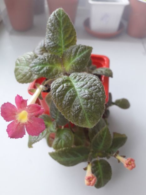 Iunie 2018 - GOLDEN EMBERS