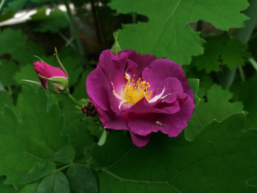 Picture 005 - Gradina 2018