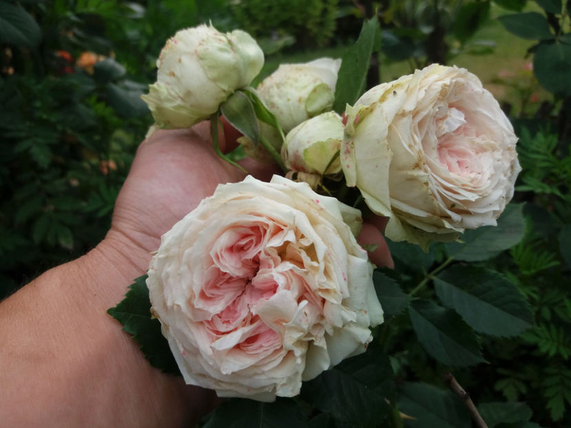 Picture 012 - Gradina 2018