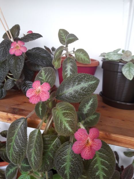 Iunie 2018 - JIM-S CANADIAN SUNSET