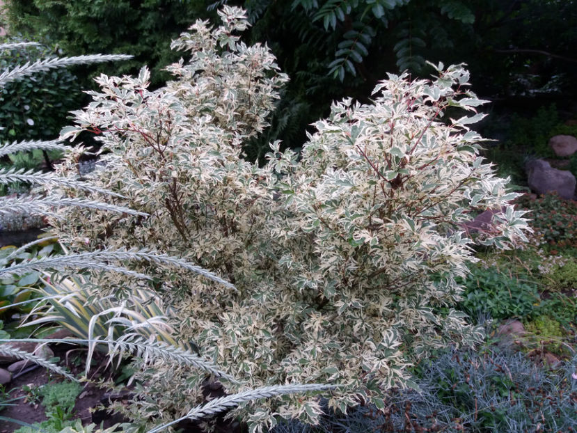 Picture 013 - Gradina 2018