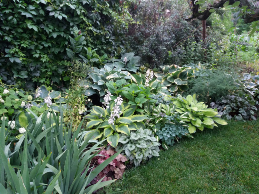 Picture 014 - Gradina 2018