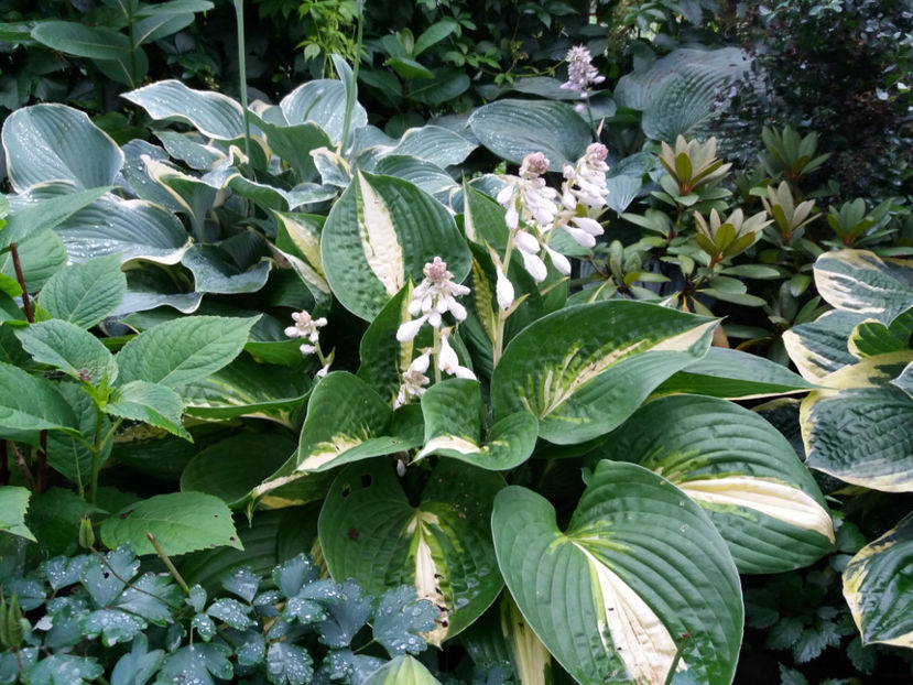 Picture 015 - Gradina 2018