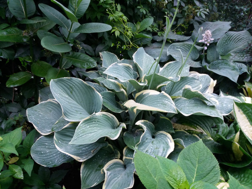 Picture 018 - Gradina 2018