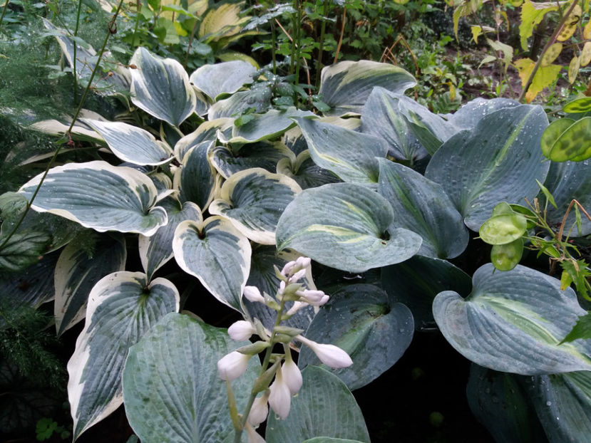 Picture 020 - Gradina 2018