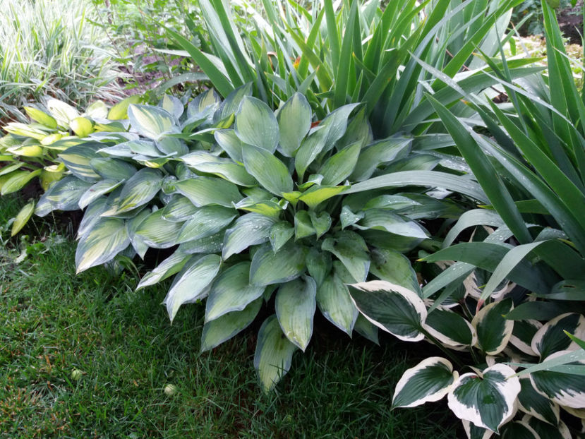 Picture 025 - Gradina 2018