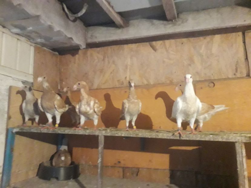  - Pui voiajori germani 2018