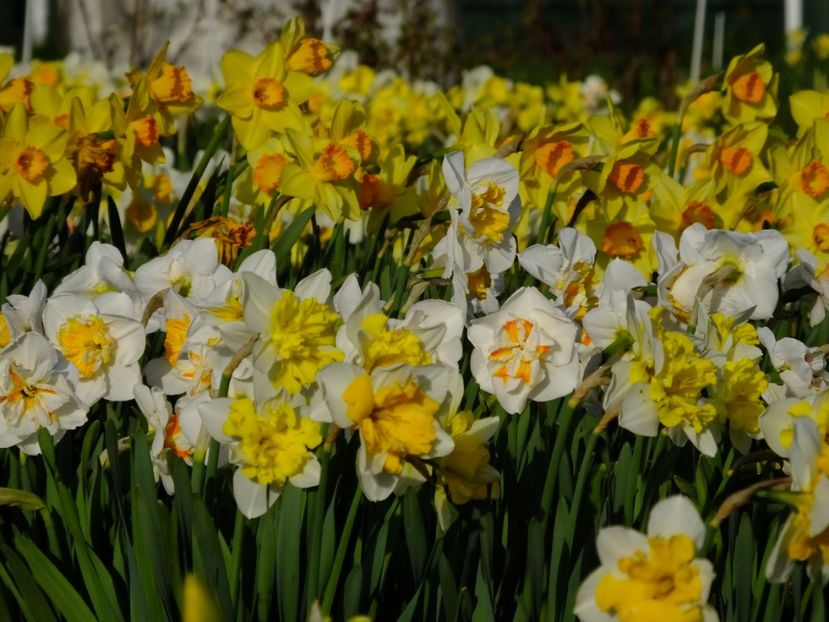 10.04.2018 - 2018_03_Narcise_I