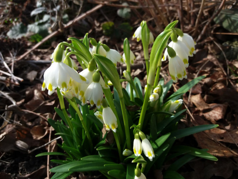 Picture 006 - Gradina 2018