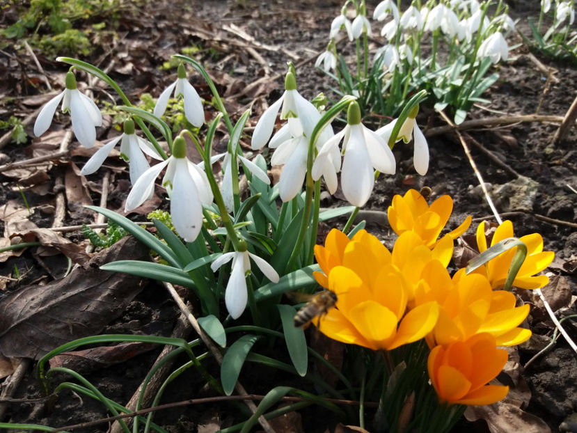 Picture 007 - Gradina 2018