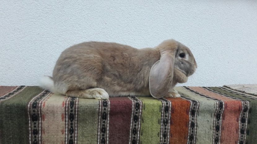  - 2- Femela berbec german mignon