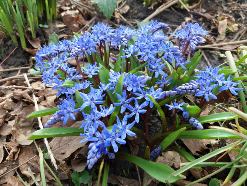 Picture 008 - Gradina 2018