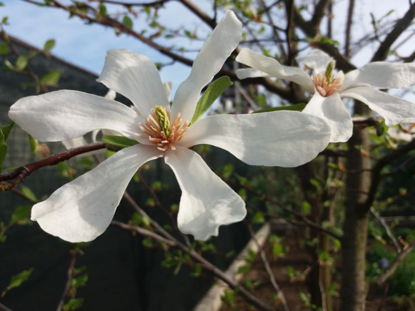 Picture 016 - Gradina 2018