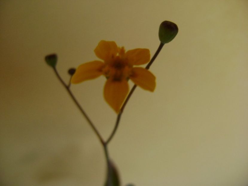 Othonna triplinervia - Caudiciforme si bulbi 2018