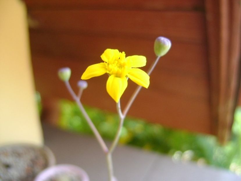 Othonna triplinervia - Caudiciforme si bulbi 2018