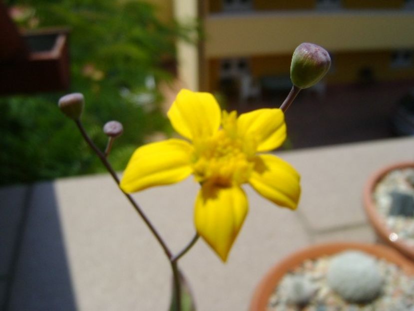 Othonna triplinervia - Caudiciforme si bulbi 2018