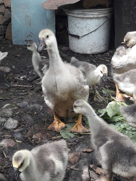  - Boboci de gasca africana 2018