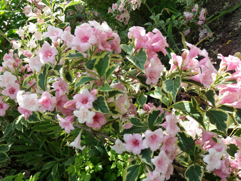 Picture 083 - Gradina 2018