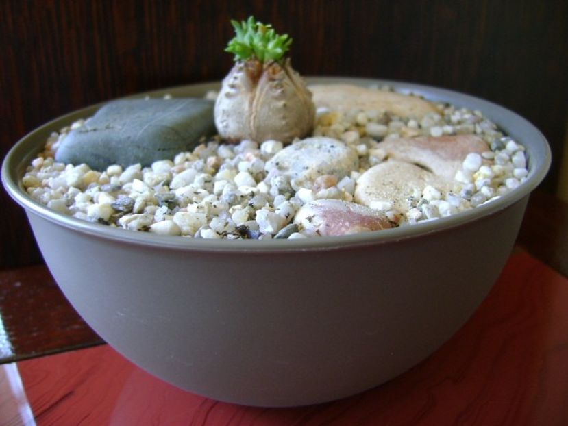 Euphorbia tubiglans - Caudiciforme si bulbi 2018