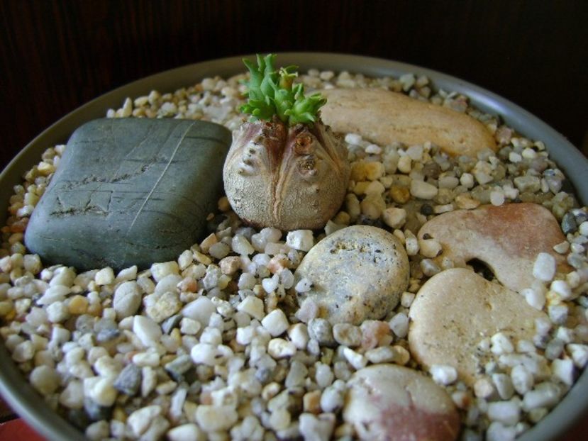 Euphorbia tubiglans - Caudiciforme si bulbi 2018