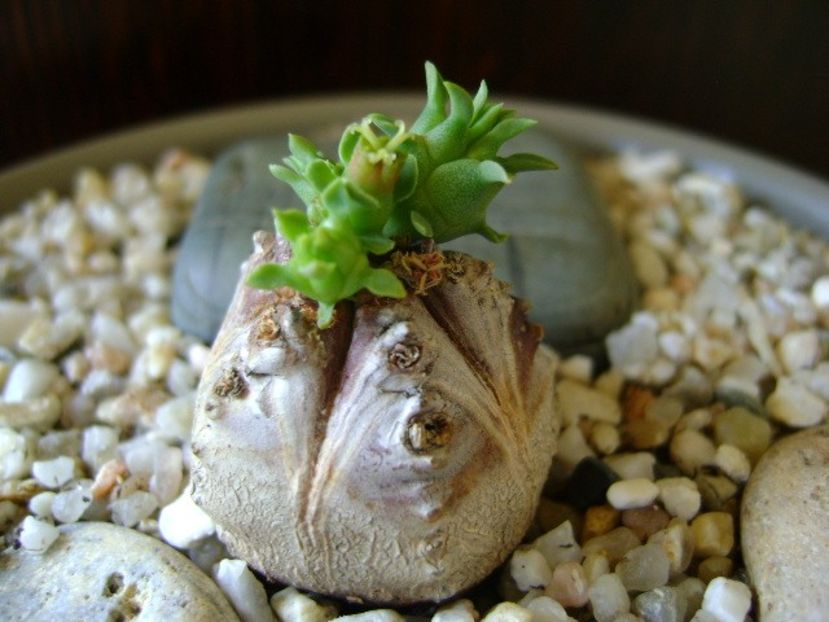 Euphorbia tubiglans - Caudiciforme si bulbi 2018