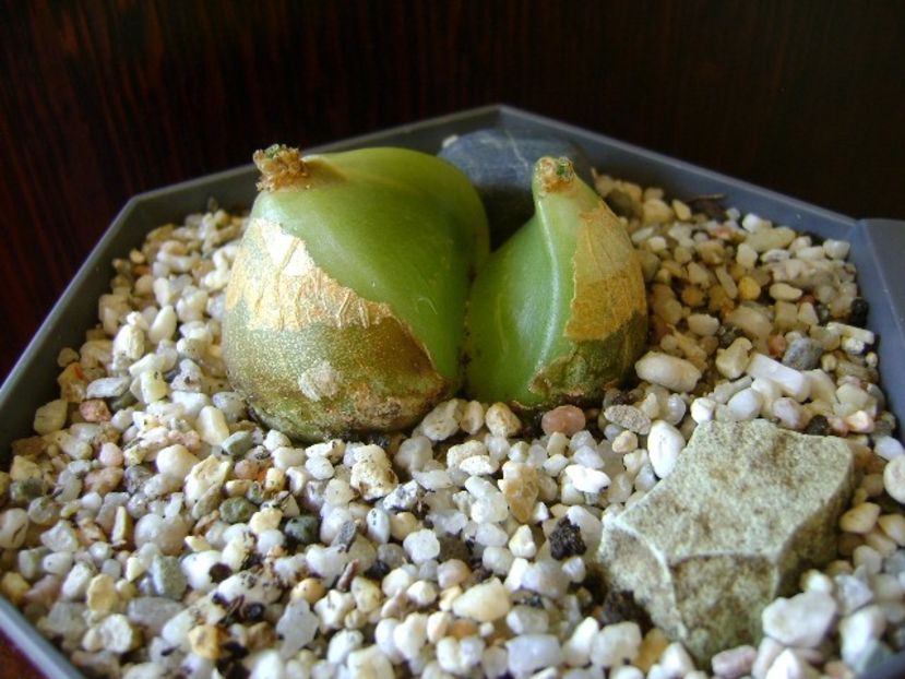 Bowiea volubilis - Caudiciforme si bulbi 2018