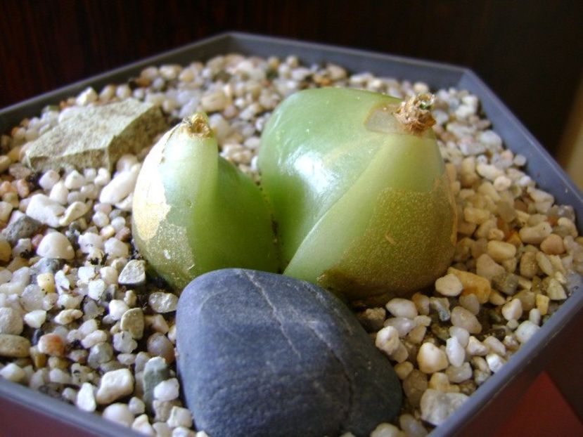 Bowiea volubilis - Caudiciforme si bulbi 2018