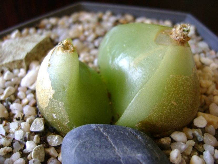 Bowiea volubilis - Caudiciforme si bulbi 2018