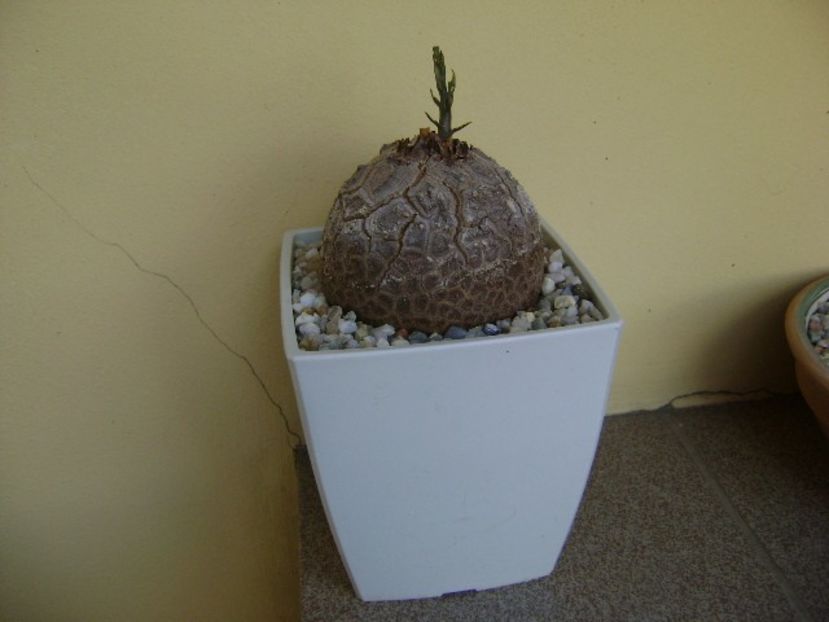 Dioscorea elephantipes - Caudiciforme si bulbi 2018