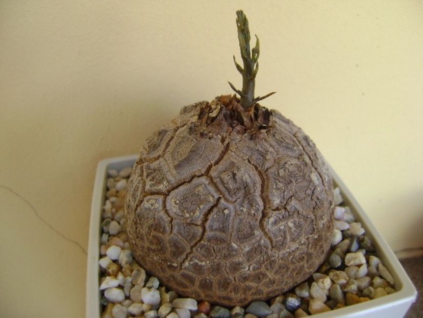 Dioscorea elephantipes - Caudiciforme si bulbi 2018