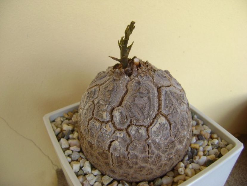 Dioscorea elephantipes - Caudiciforme si bulbi 2018