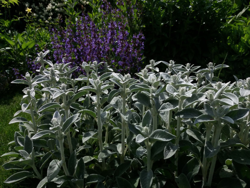 Picture 089 - Gradina 2018