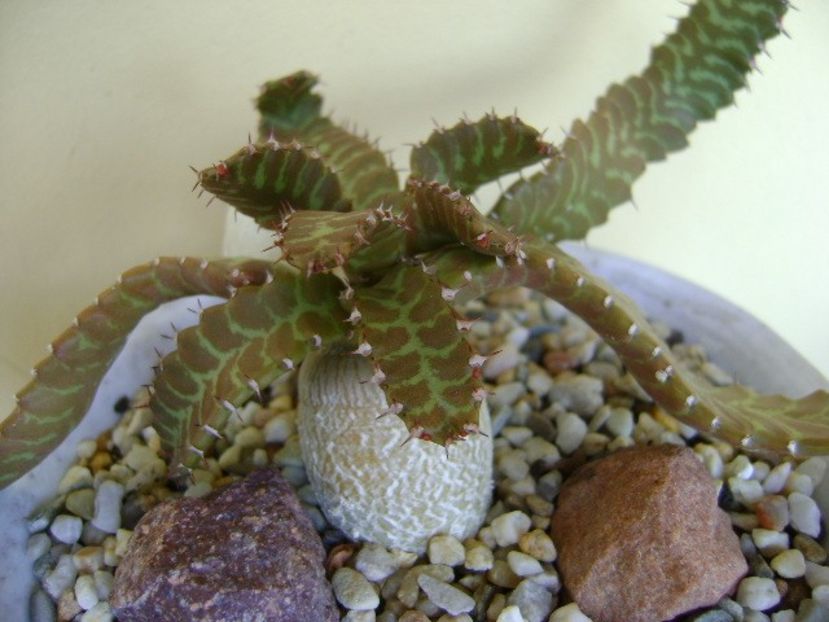 Euphorbia stellata - Caudiciforme si bulbi 2018