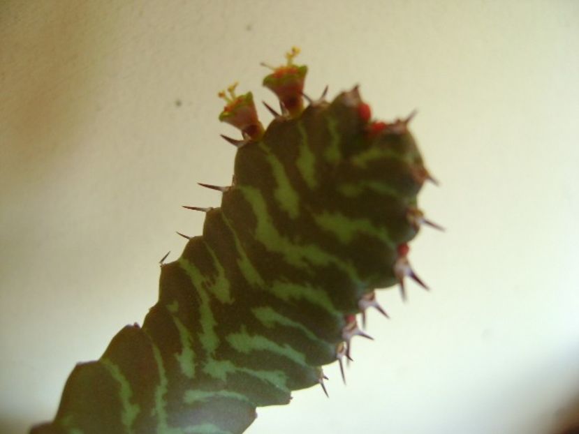 Euphorbia stellata, flori - Caudiciforme si bulbi 2018
