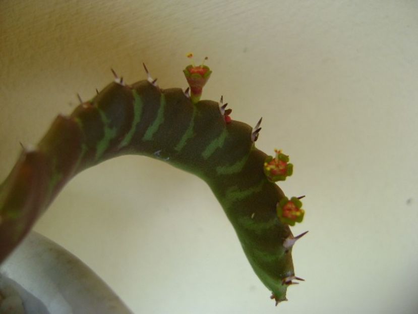 Euphorbia stellata - Caudiciforme si bulbi 2018