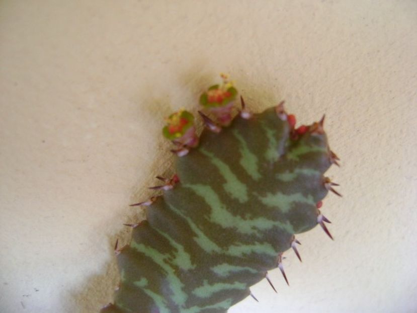 Euphorbia stellata - Caudiciforme si bulbi 2018