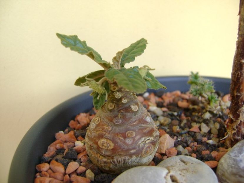 Dorstenia foetida - Caudiciforme si bulbi 2018