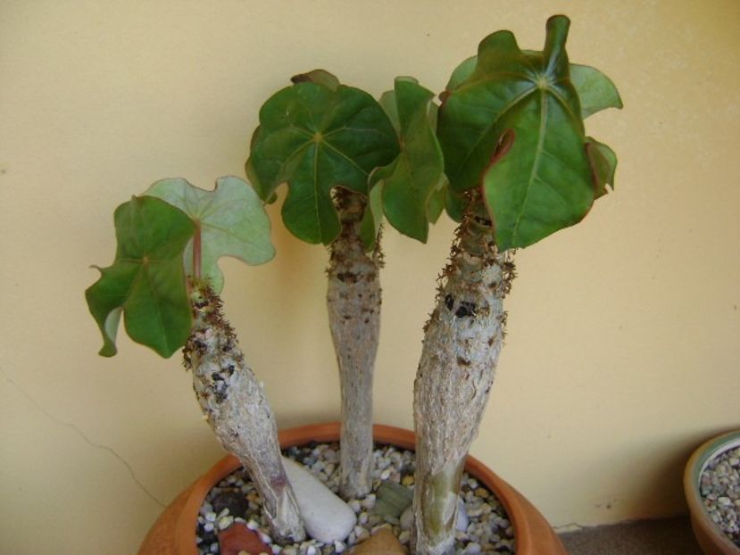 Jatropha podagrica - Caudiciforme si bulbi 2018