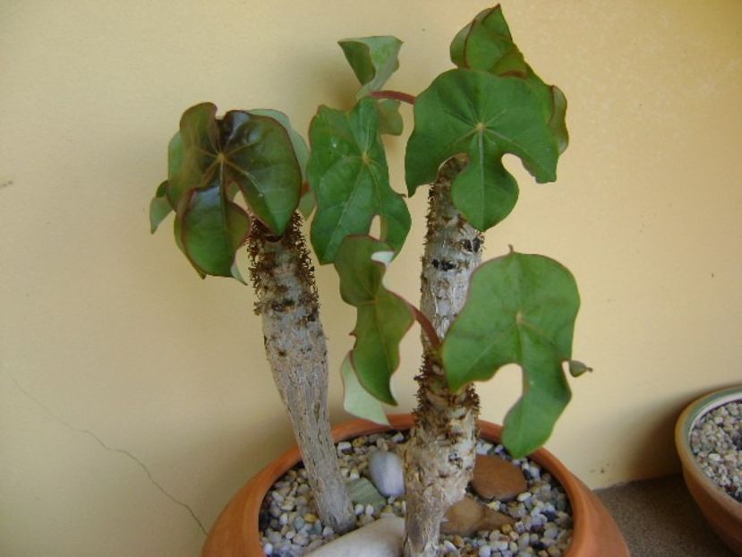 Jatropha podagrica - Caudiciforme si bulbi 2018