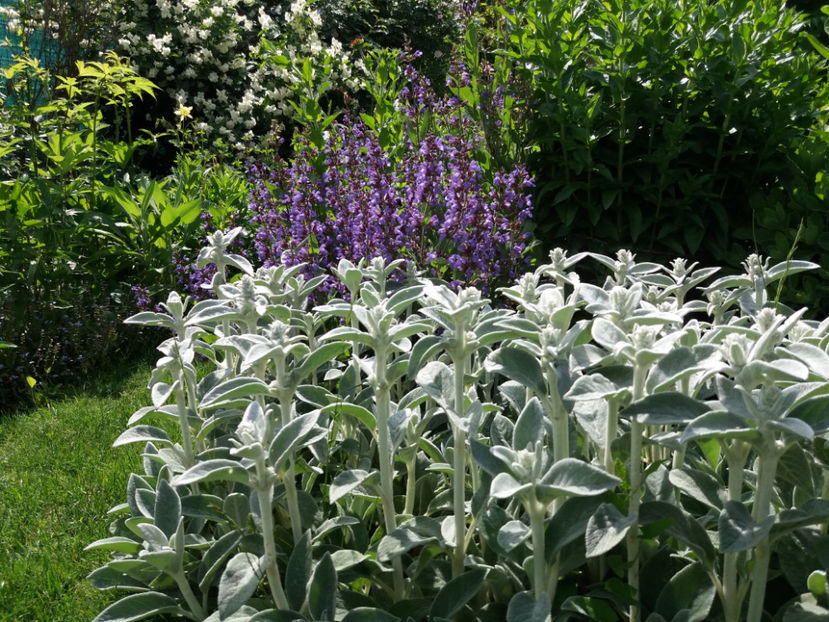 Picture 093 - Gradina 2018