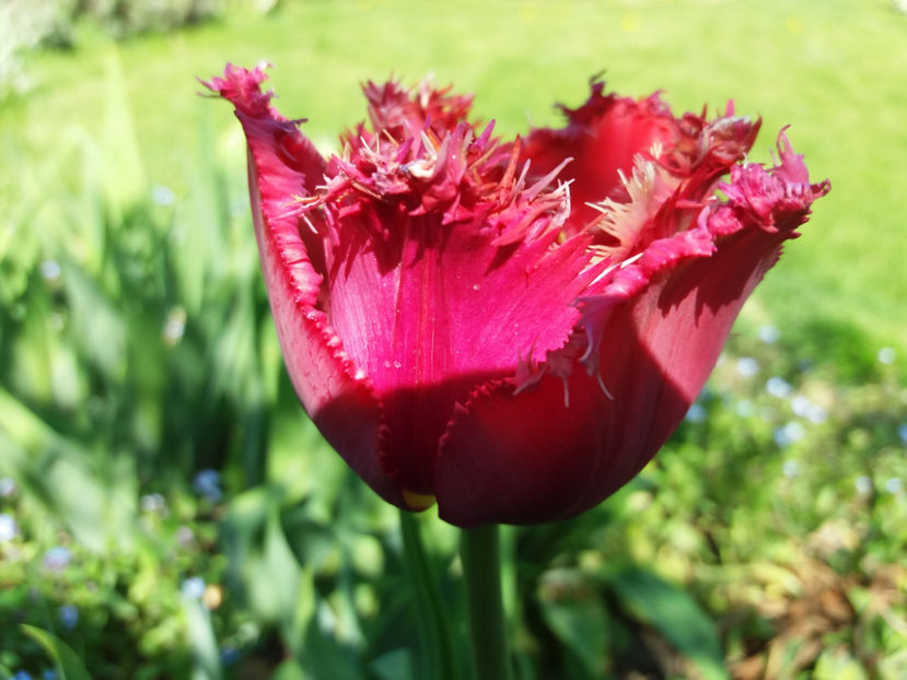 Picture 00 - Gradina 2018