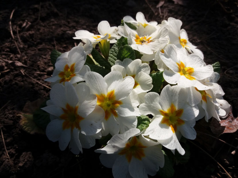 Picture 002 - Gradina 2018